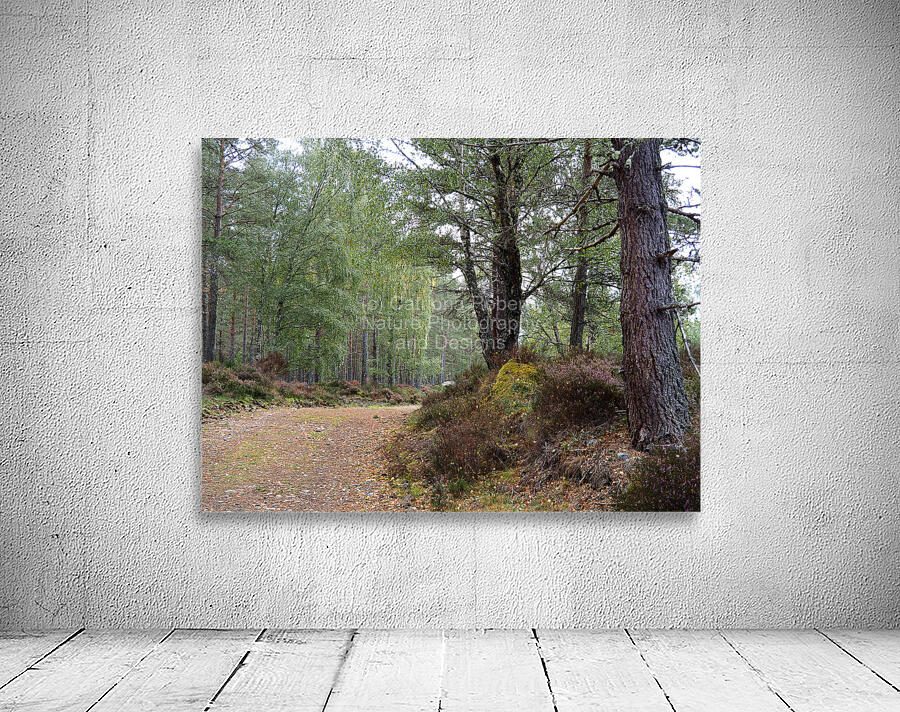 Peaceful Autumnal Forest Trail                                                                                                                      Wall Preview