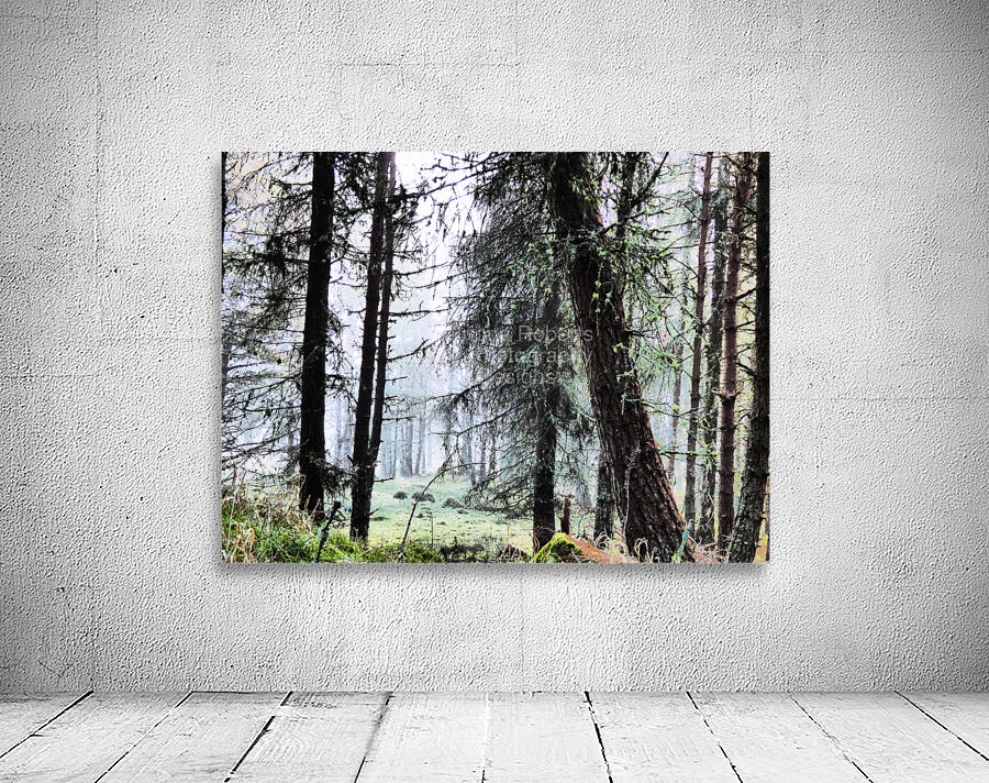 Scottish Highlands Misty Morning Pine Forest Wall Preview
