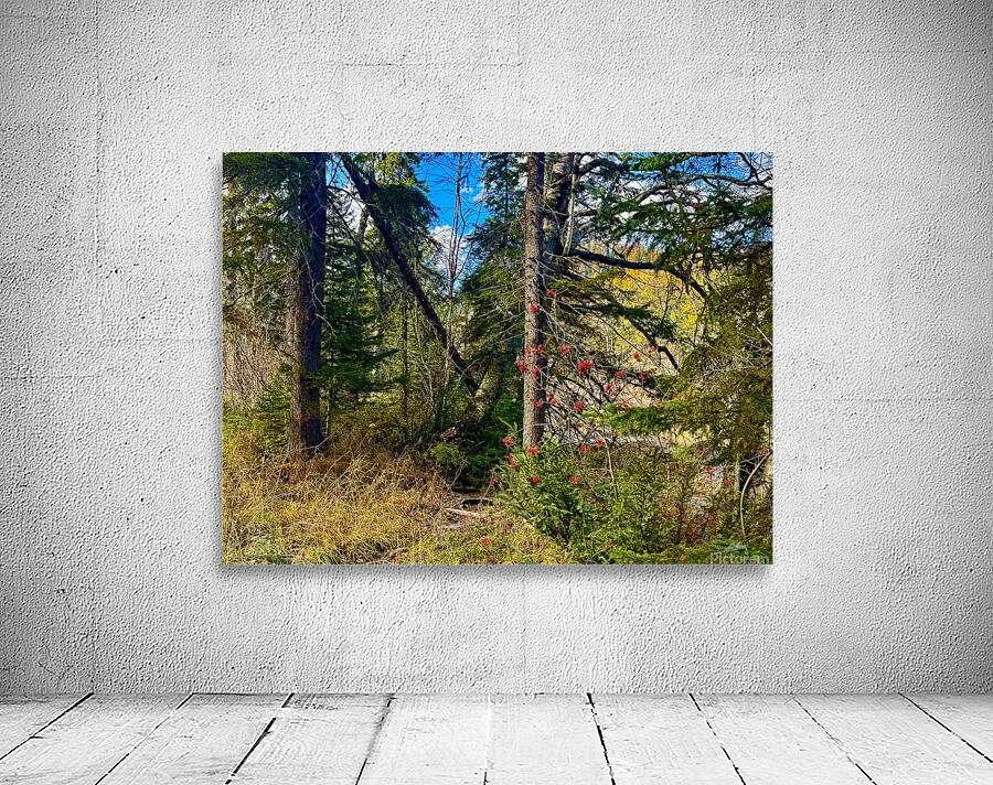 IMG 4401 brilliant colors Wall Preview