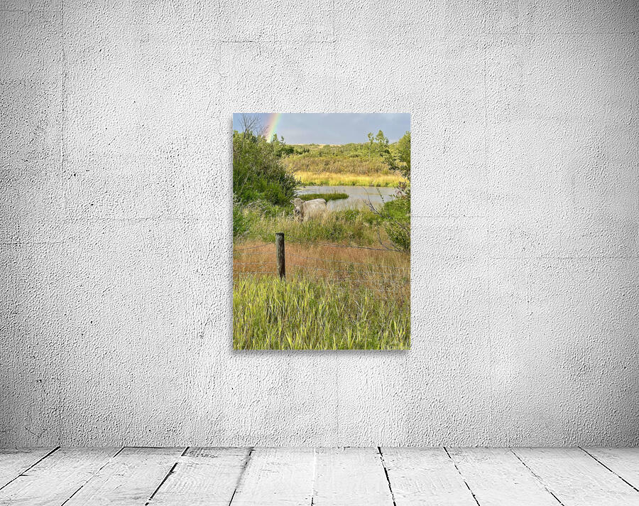 IMG 2070 bull cow Under the rainbow Wall Preview