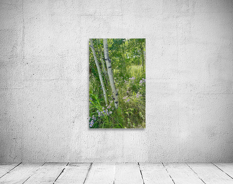 IMG aspen trees  and purple flowers Wall Preview