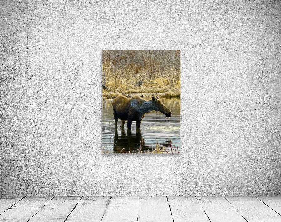 IMG 2748. Cow moose in a glassy pond Wall Preview