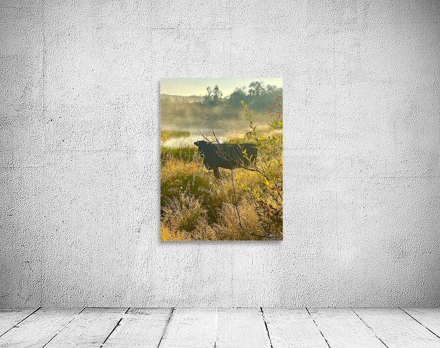 IMG 2179 Black cow Silhouette At sunrise Wall Preview