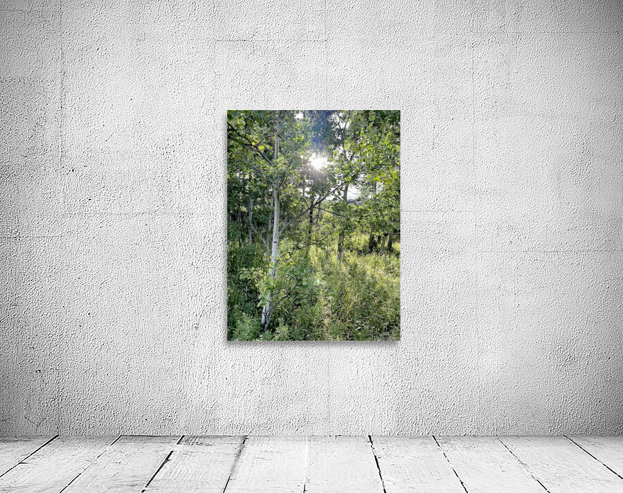 IMG 2048 White light through the Aspen trees Wall Preview