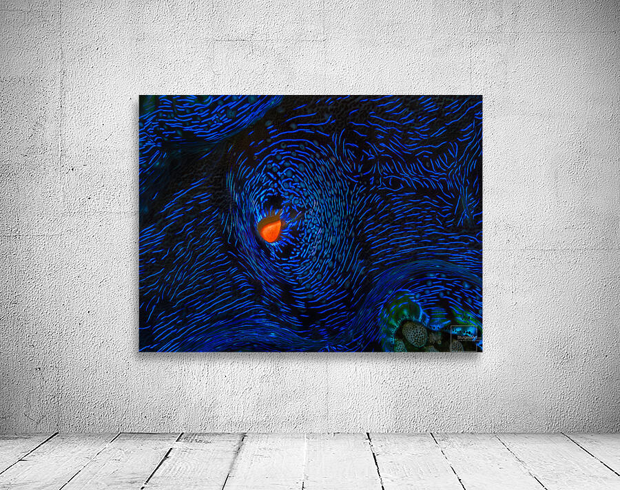 MONET S CLAM Wall Preview