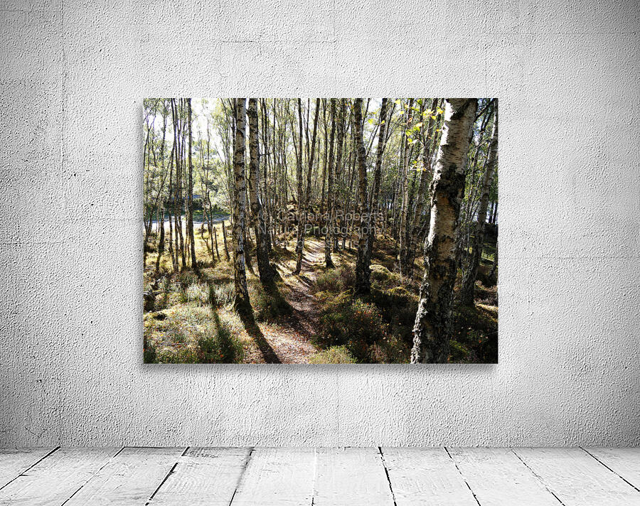 Amongst the Trees                                                                                                                   Wall Preview