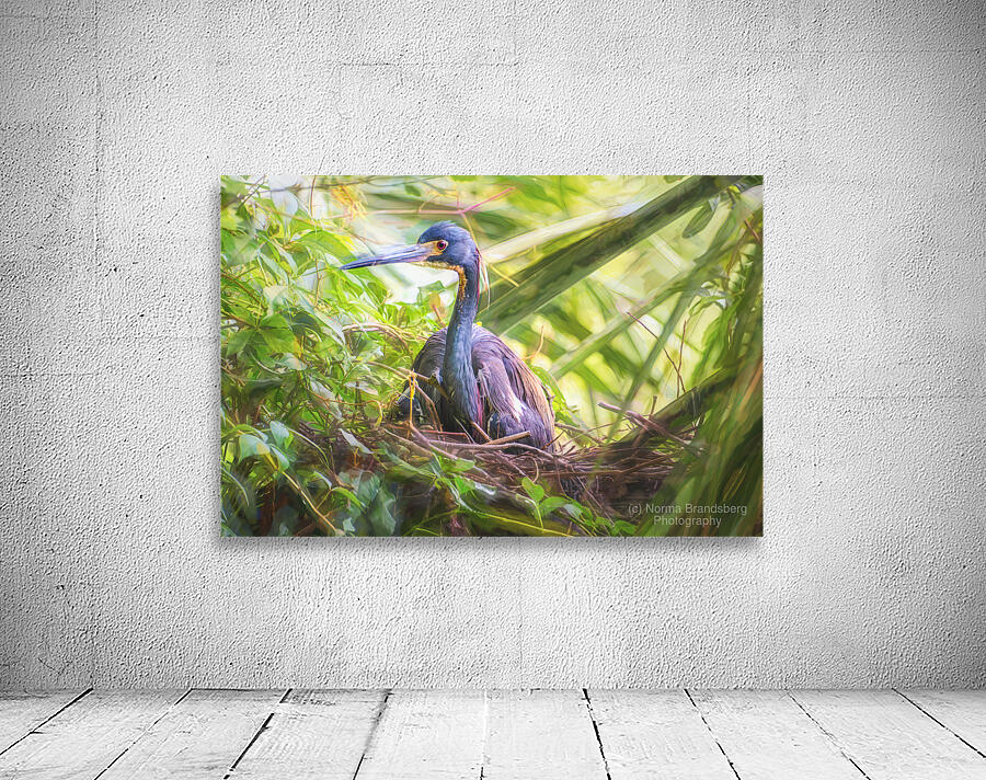 Tri-colored Heron Nesting in Dense Foliage Wall Preview