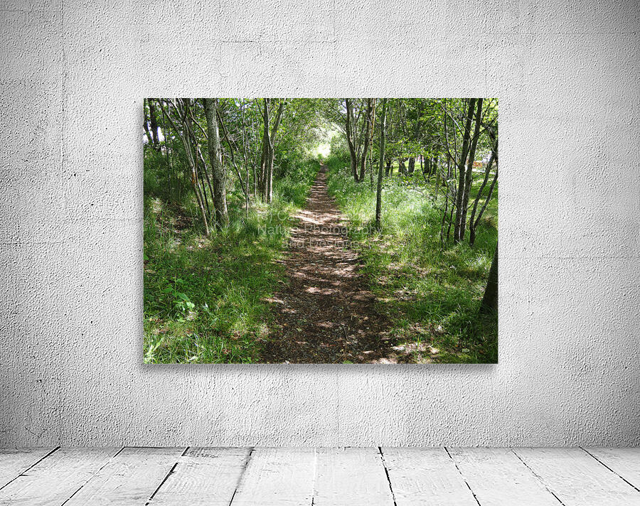 Light and Shadow on a Scottish Highlands Trail                                                                                                                      Wall Preview