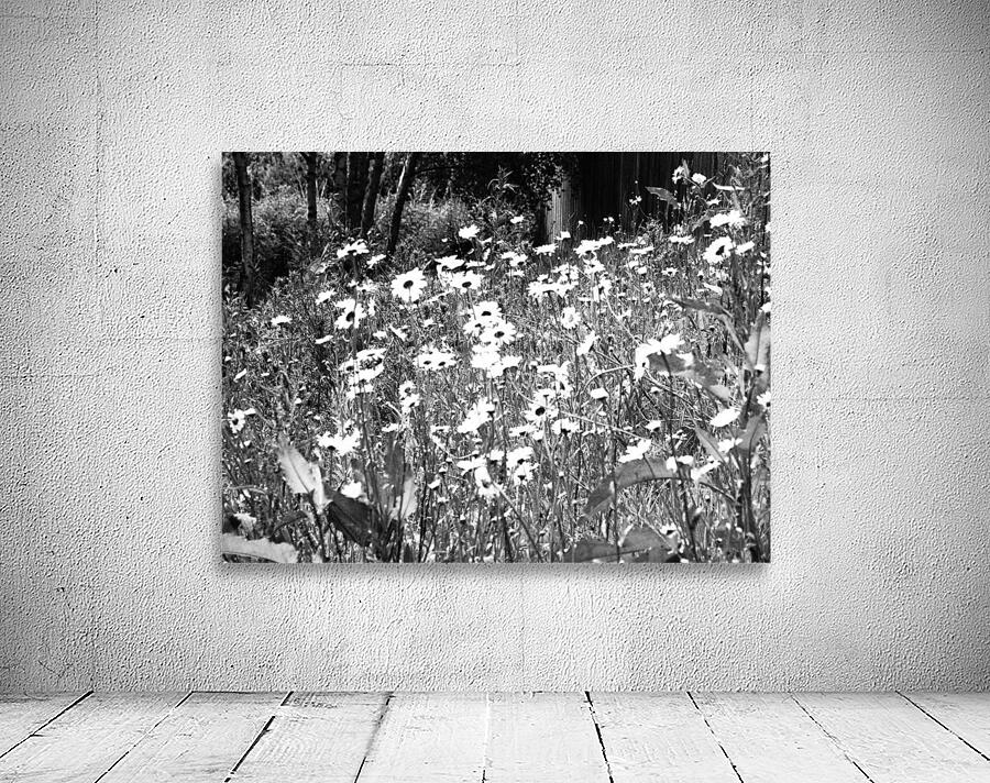  Scottish Highlands Monochrome Daises                                                                                                                     Wall Preview