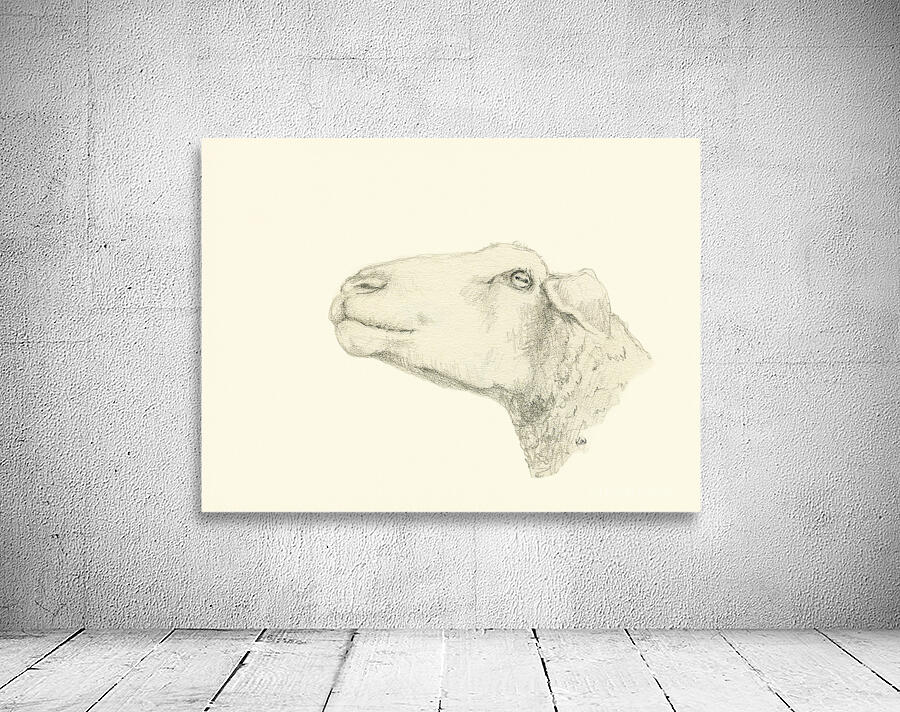 Pensive sheep Pencil drawing Wall Preview