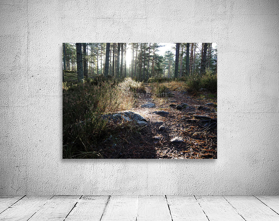 Sunlight on the Trail                                                                                                                      Wall Preview