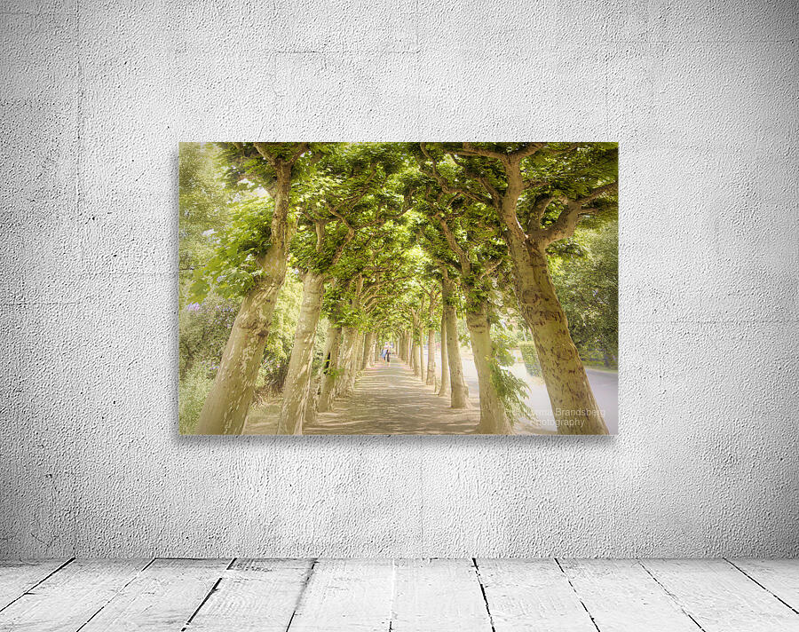 Sycamore Emerald Tunnel Promenade  Wall Preview