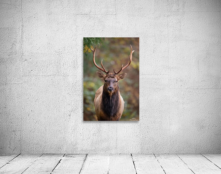 The Crowned Prince Wall Preview