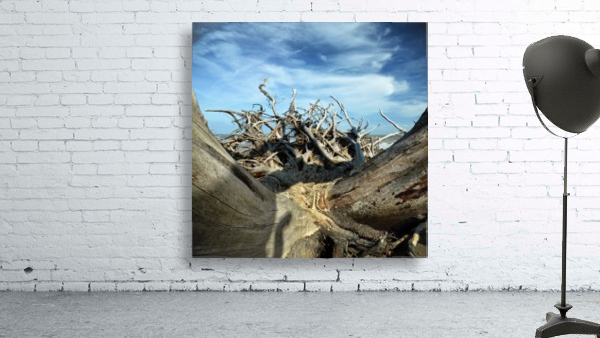 Eroticism at Driftwood Beach on Jekyll Island Wall Preview