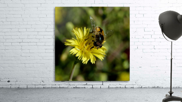 Curly Lettuce Yellow Flower with Bee by Michelle K Wood