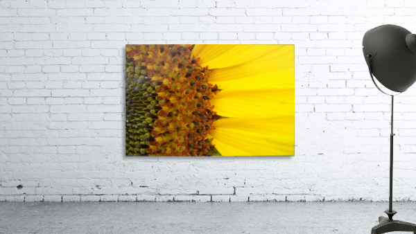 Sunflower American Giant variety macro by Michelle K Wood