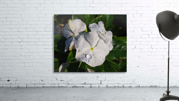 Vinca by Ed Madden