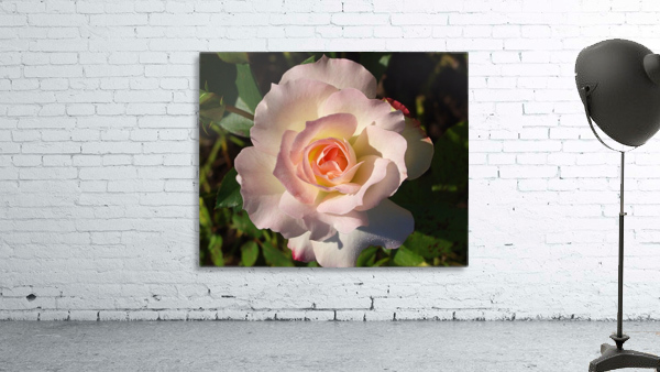 Pink Rose by Ed Madden