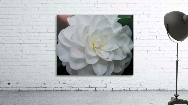 Camelia by Ed Madden