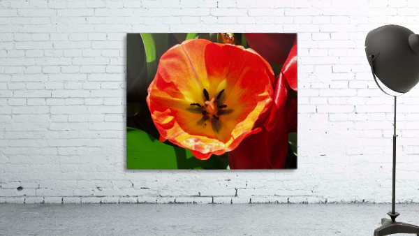 Poppy by Ed Madden