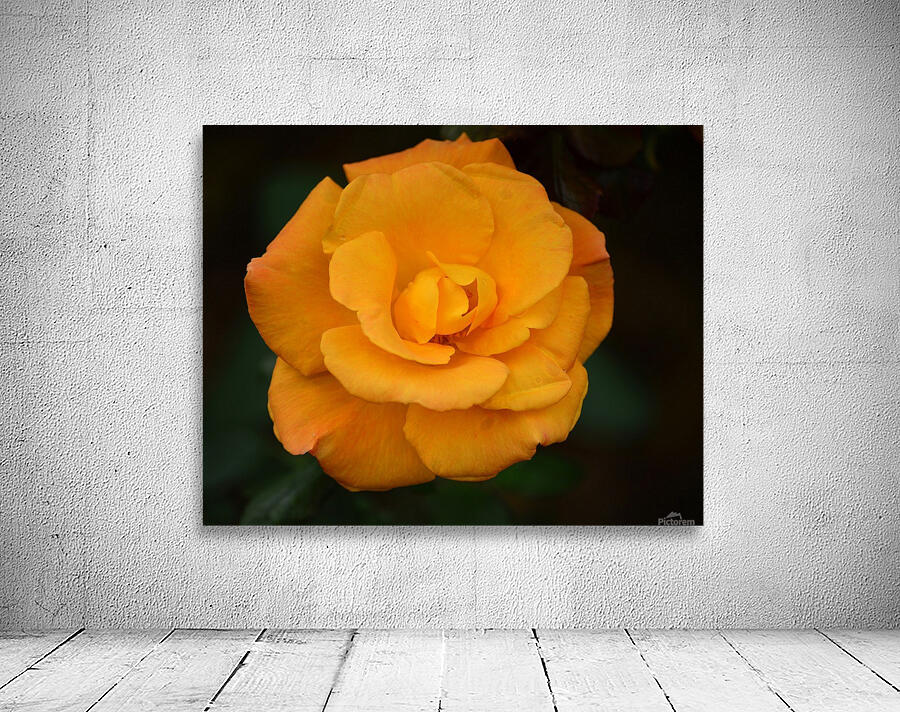 Orange Rose by Ed Madden