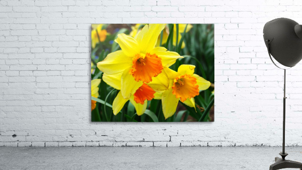Daffodils by Ed Madden