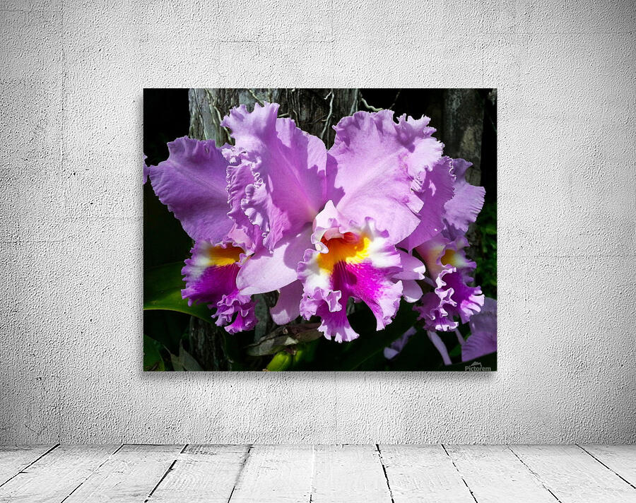 Frilly Orchid by Ed Madden