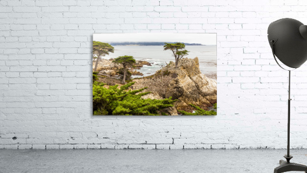 Lone Cypress at Pebble Beach 1513 by Sanjeev Singhal