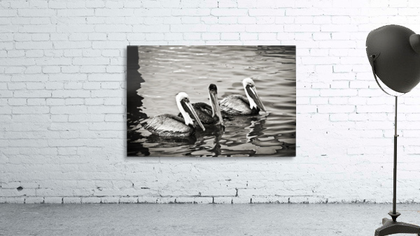 Pelicans in Black and White by C  McGowen