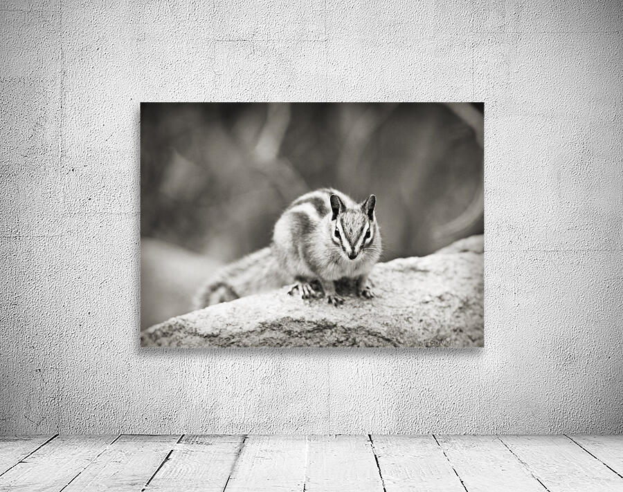 Chipmunk in Black and White by C  McGowen