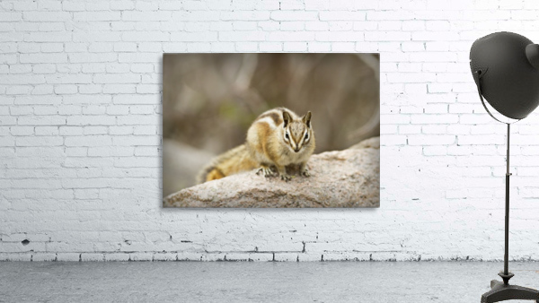Chipmunk by C  McGowen