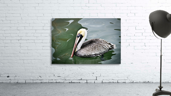 Pelican 2 by C  McGowen