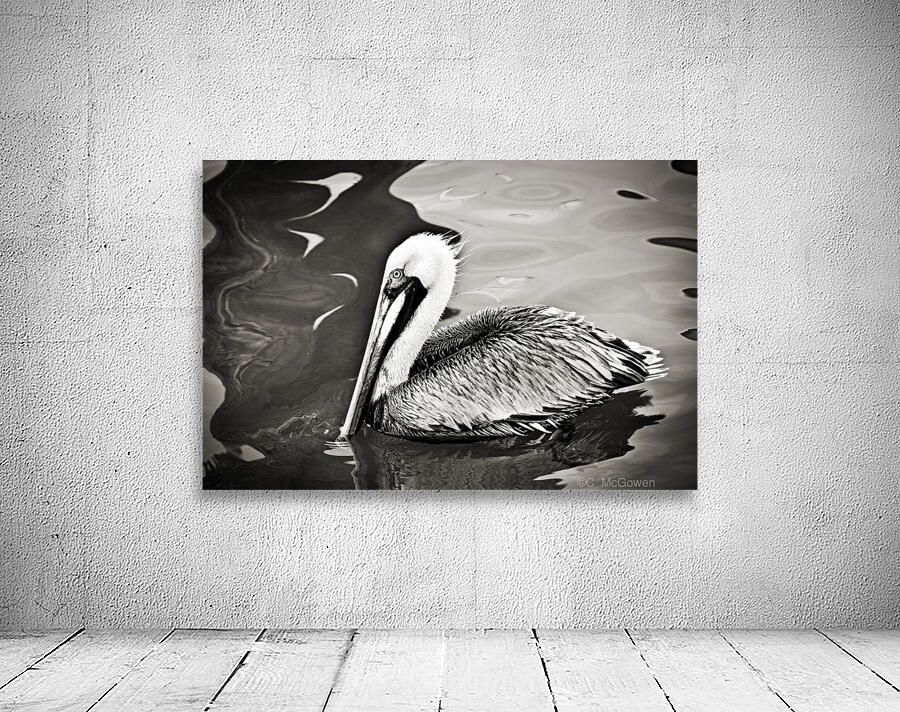 Pelican 2 in Black and White by C  McGowen