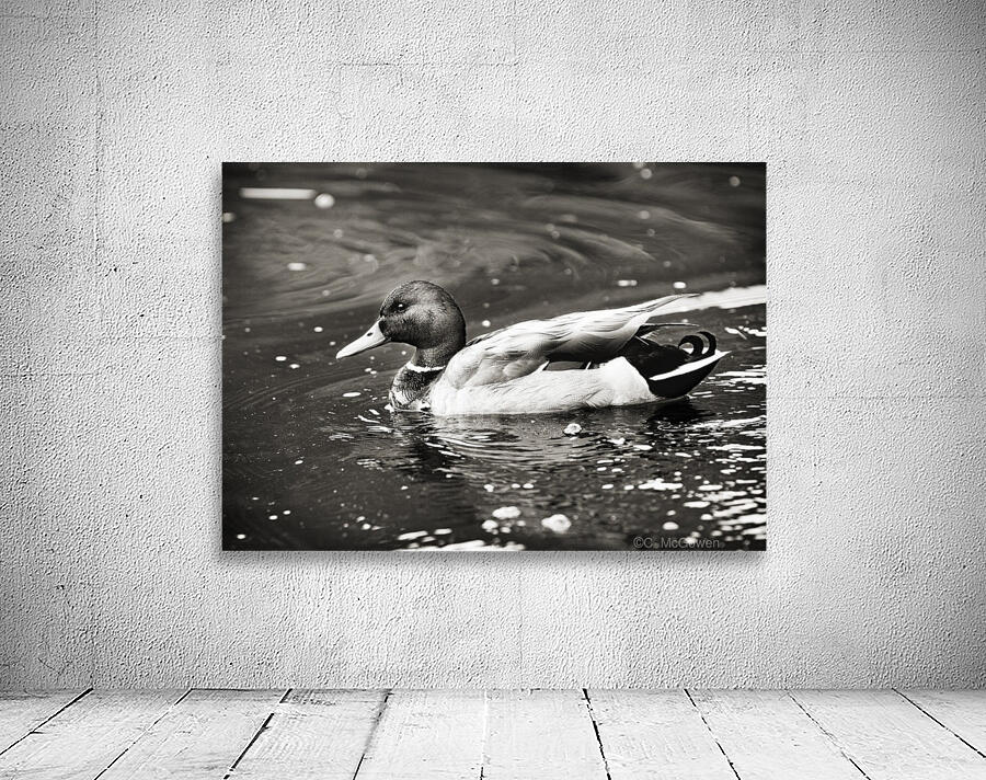 Duck in Black and White by C  McGowen