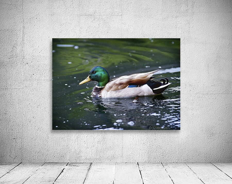 Duck by C  McGowen