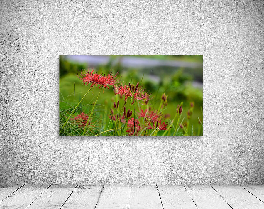 Wild Spider Lilly by Jerry Omo jr