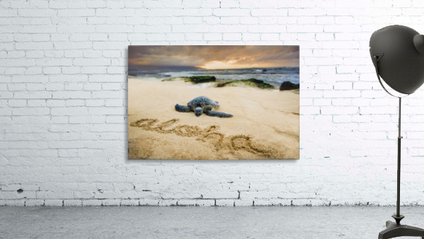 Baby Honu by Jerry Omo jr