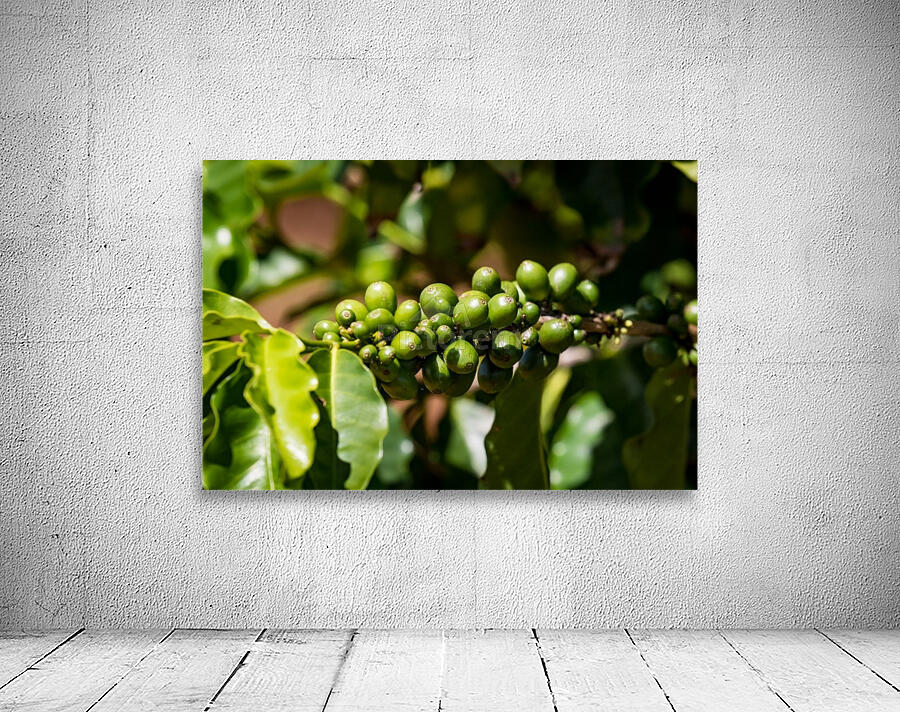 Kauai Coffee Company   Hawaii 0150 Wall Preview