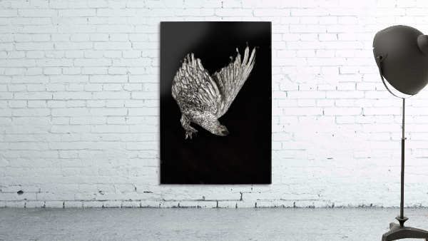 birdOFprey copy Wall Preview