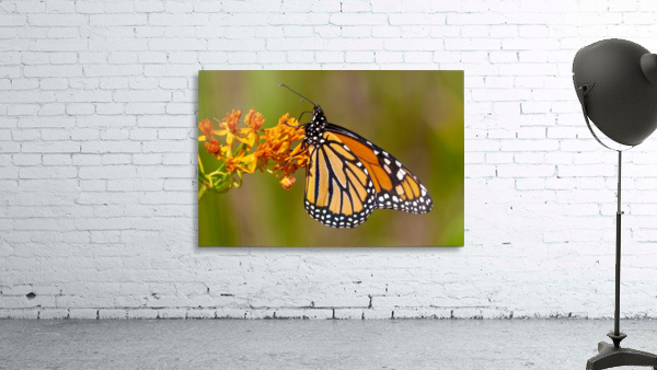 Monarch on Butterfly Weed by Joe Riederer