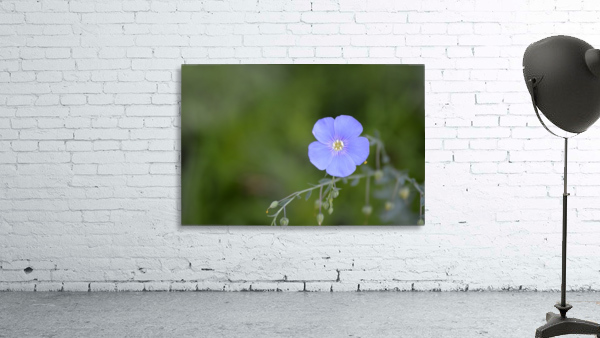 Perennial Blue Flax Wildflower - Linum Perenne by Michelle K Wood