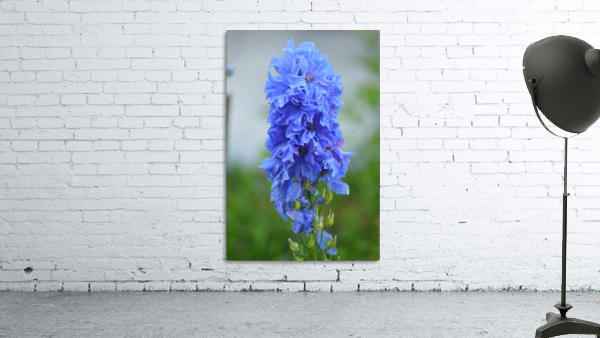 Blue Delphinium - Pacific Giant Wall Preview