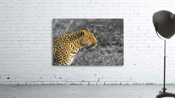 Leopard Wall Preview