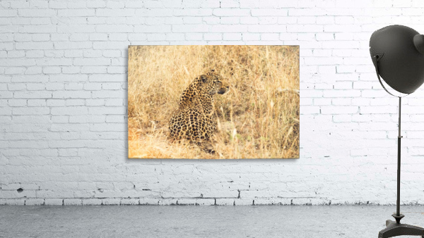 Leopard Wall Preview