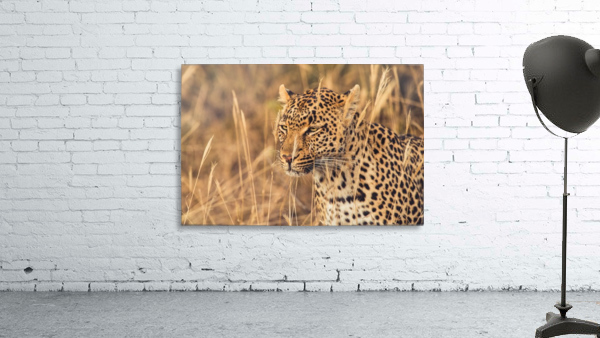 Leopard Wall Preview