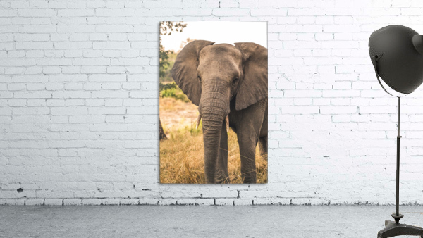 Elephant Wall Preview