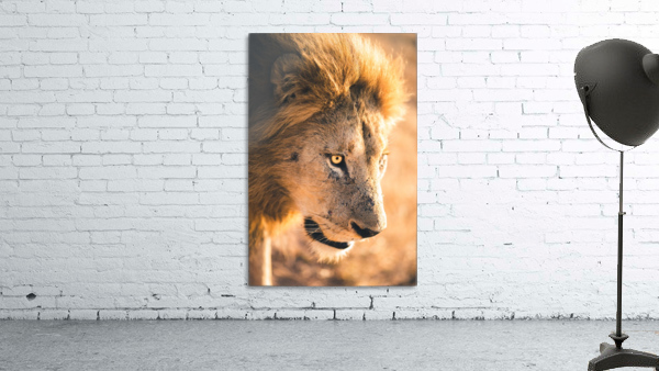 Lions Den Wall Preview