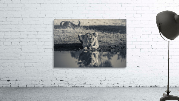 Lioness at the Watering Hole Wall Preview