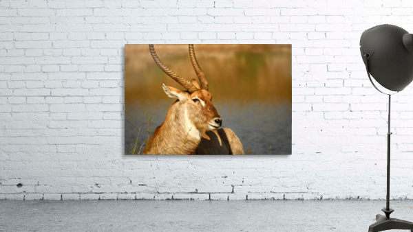 AdriaanPrinsloo 9455 Wall Preview