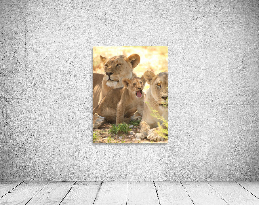 AdriaanPrinsloo 6659 Wall Preview